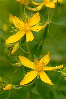 El hipérico posee sustancias astringentes