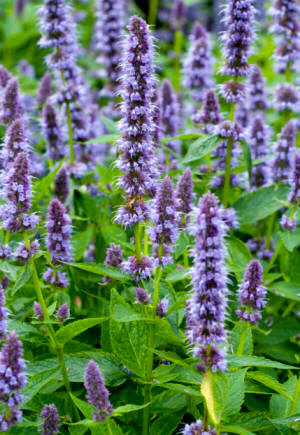 Hisopo (Hyssopus officinalis)