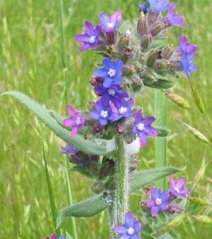Lengua de buey (Anchusa officinalis)