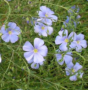 Lino (Linum usitalissimum)