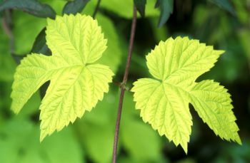 Lúpulo (Humulus lupulus)