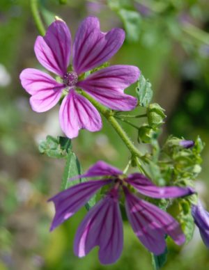 Plantas medicinales como la borraja y la malva presentan un alto contenido en mucílagos