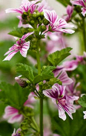 Malvavisco (Althaea officinalis)
