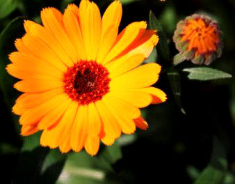 Maravilla (Calendula officinalis)
