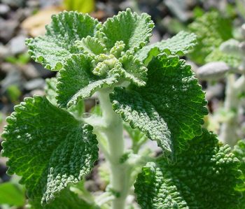 Marrubio blanco (Marrubium vulgare)