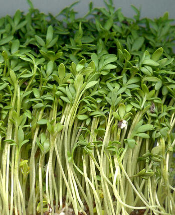 Mastuerzo (Lepidium sativum)