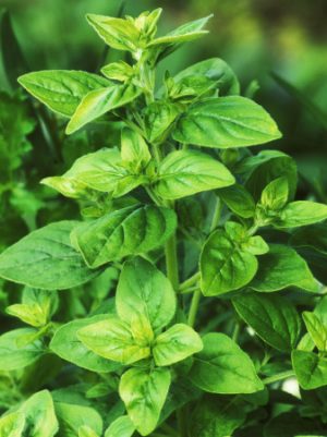 Mejorana (Origanum majorana)