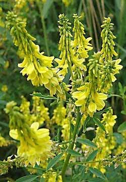 Meliloto (Melilotus officinalis)