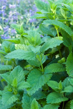 Melisa (Melissa officinalis)