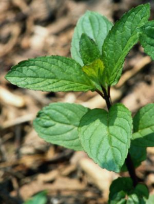 Menta (Mentha piperita)