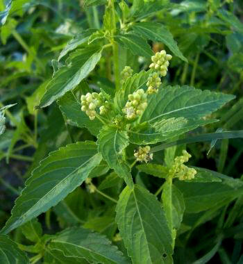 Mercurial (Mercurialis annua)