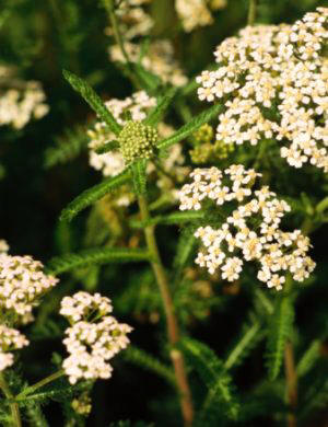 Milenrama (Achillea millefolium)