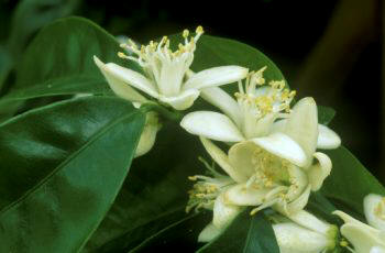 Naranjo amargo (Citrus aurantium)