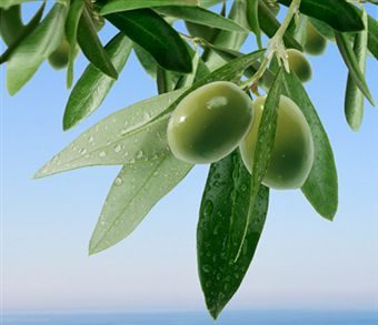 El aceite de oliva, además de ser un excelente emoliente, tiene la propiedad de reducir el colesterol en sangre