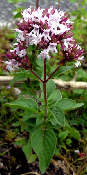 Orégano (Oreganum vulgare)