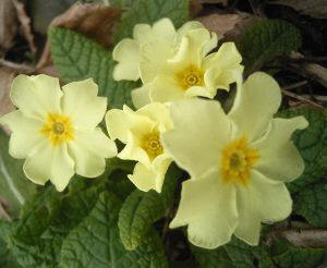 Primavera (Primula vulgaris)