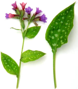 La Pulmonaria es una planta con alto contenido en ácido salicílico