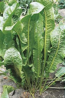 El rábano rusticano es productor de glucósidos sulfurados o tioglucósidos