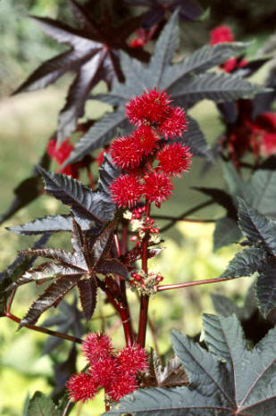 Ricino (Ricinus communis)