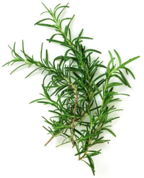 Romero (Rosmarinus officinalis)