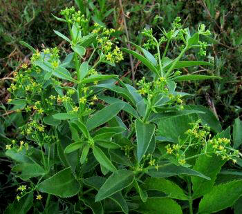 Rubia (Rubia tinctorum)