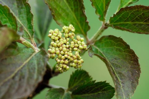 Saúco (Sambucus nigra)
