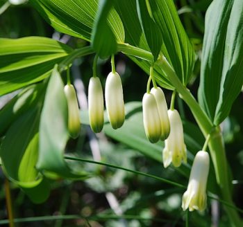 Sello de Salomón (Polygonatum officinale)
