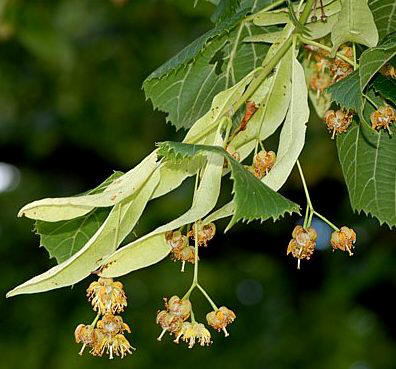 Tilo (Tilia platyphyllos)