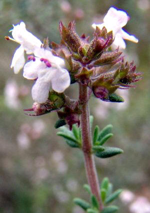 Tomillo (Thymus vulgaris)