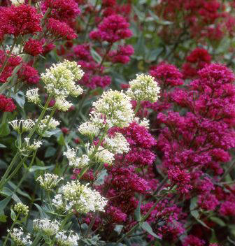 Valeriana (Valeriana officinalis)