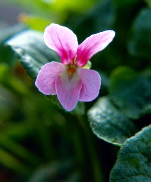 En la salvia, el perfume se encuentra en las hojas; en la violeta, el perfume se encuentra en los pétalos