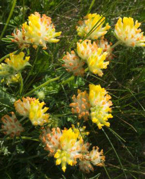 Vulneraria (Anthyllis vulneraria)