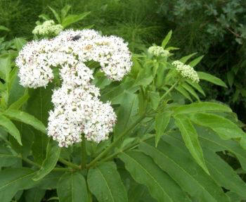 Yezgo (Sambucus ebulus)