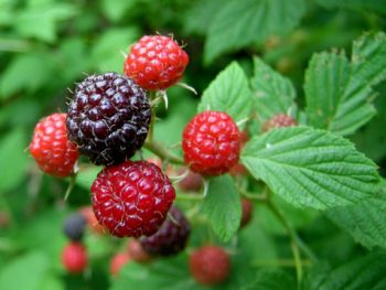 Algunas especies ricas en taninos: zarza