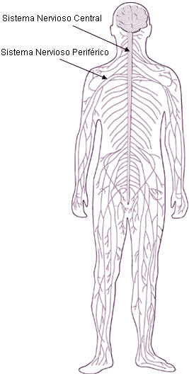 sistema nervioso central y periférico 