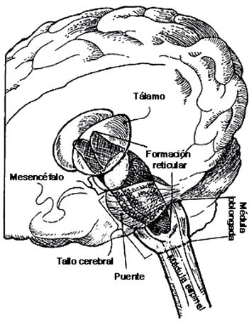 El tallo cerebral y la formación reticular. Localización del tallo cerebral, región cerebral que constituye la continuación, ya dentro del cráneo, de la médula espinal. Esta región incluye la médula oblongada, el puente y el mesencéfalo; allí se encuentran estructuras relacionadas con funciones primarias como la regulación de la temperatura, de la presión arterial, del sueño y la vigilia, etc.
