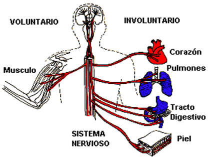 Sistema nervioso autónomo