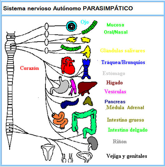 El sistema nervioso autónomo parasimpático