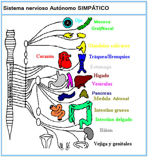 Sistema nervioso autónomo simpático