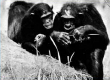 Los chimpancés han aprendido a pescar termitas con un palo. Los jóvenes chimpancés lo aprenden observando a sus progenitores.