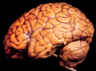 NEUROCIENCIAS: LA CIENCIA DEL CEREBRO