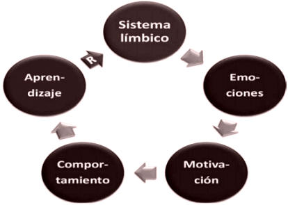 El sistema límbico 