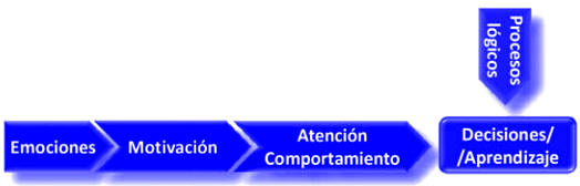 Educación y proceso de evolución cerebral 
