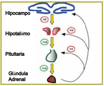 El eje HPA. El hipotálamo, que se encuentra situado en el centro, controla la liberación de hormonas de la glándula pituitaria y que a su vez actúan sobre las glándulas adrenales. Esta liberación de hormonas se encuentra sometida a un control de feedback negativo a distintos niveles dentro del eje
