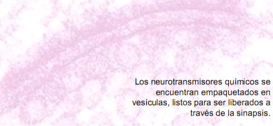 Neurotransmisores químicos