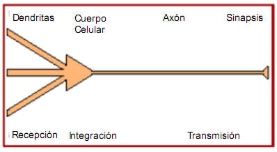 Conceptos claves de la neurona