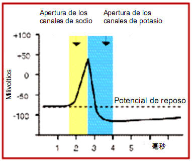 El potencial de acción