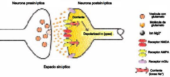 El glutamato es liberado por los terminales presinápticos, cruza el espacio sináptico y se uno a los distintos tipos de receptores de glutamato-NMDA, AMPA y mGluR. Algunas sinapsis glutamatérgicas también tiene receptores para el kainato