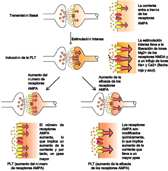 NEUROCIENCIAS: LA CIENCIA DEL CEREBRO