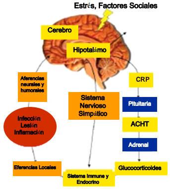 Múltiples mecanismos se asocian a la hora de coordinar el cerebro y el sistema inmune.